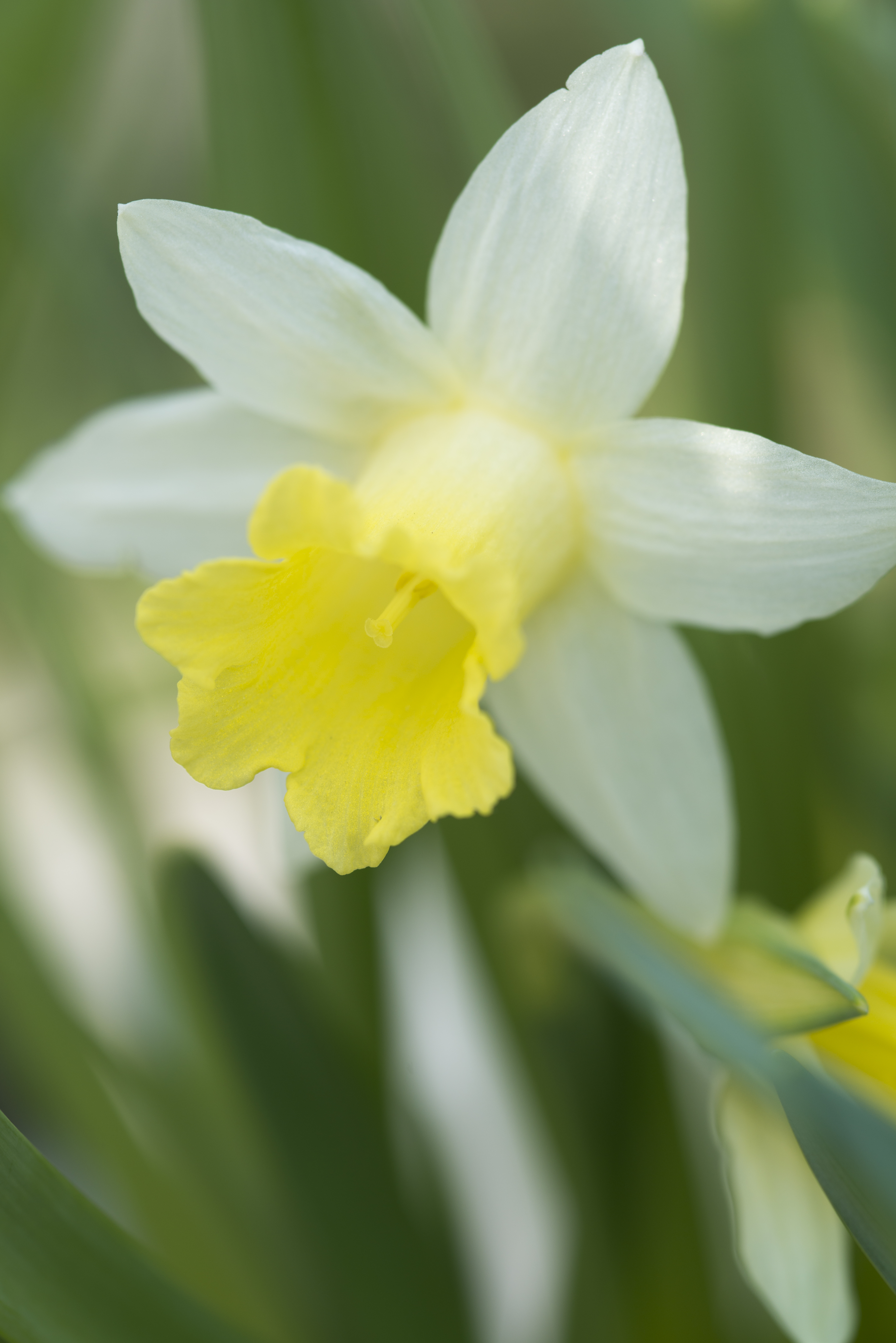 slepen thema hervorming Narcis | Mooi wat planten doen