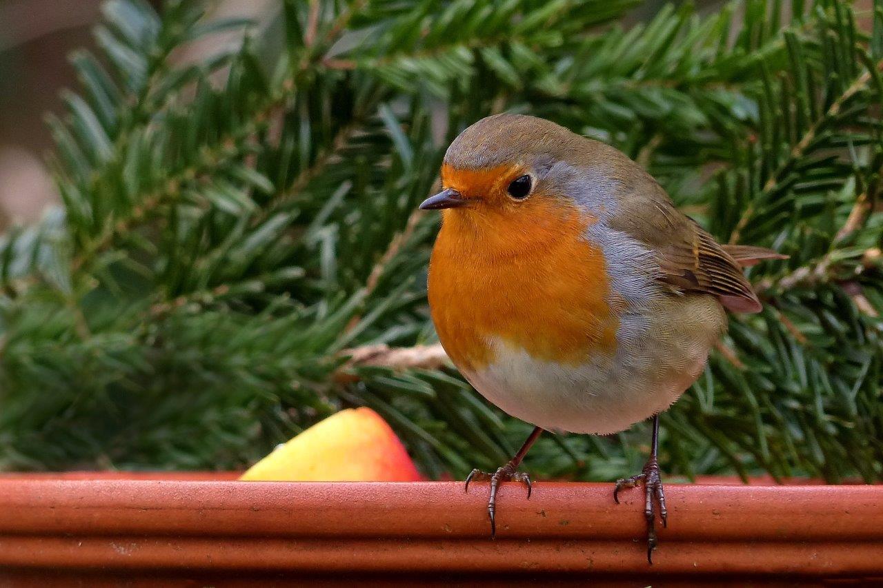 Goede herfstdaden voor de vogeltjes Mooi wat planten doen