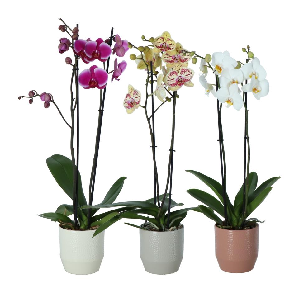 orchideeen in pot jumbo