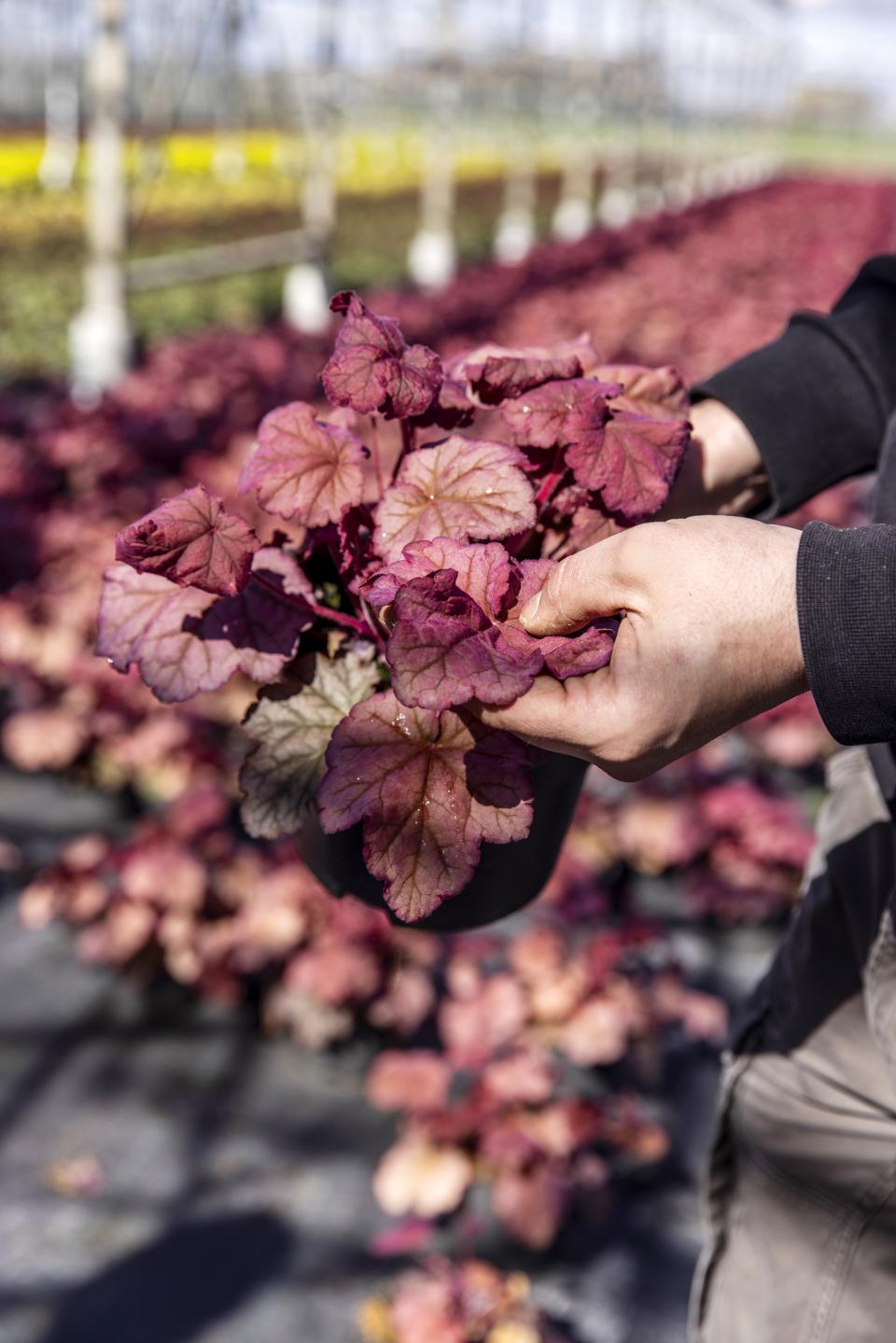 heuchera | mooiwatplantendoen