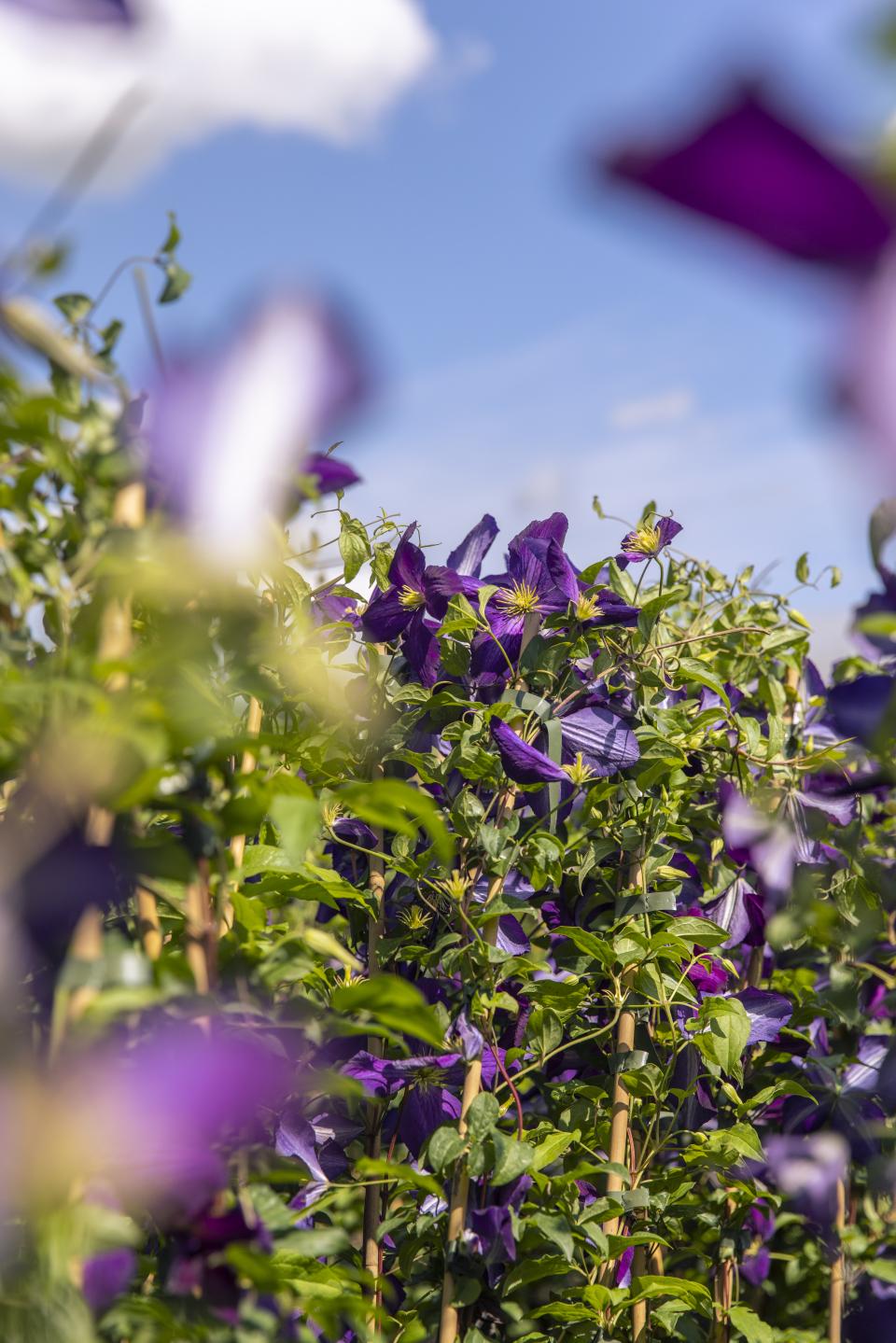 clematis van der starre klimplant | mooiwatplantendoen