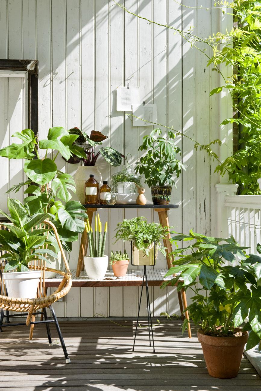 4 zomerse plantenideeën