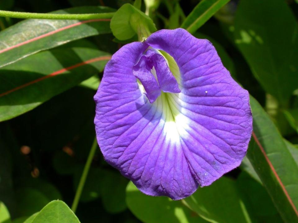 Pikante plantennamen mooiwatplantendoen.nl