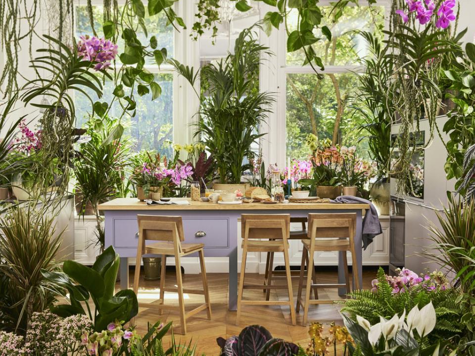 orchideeen in huis