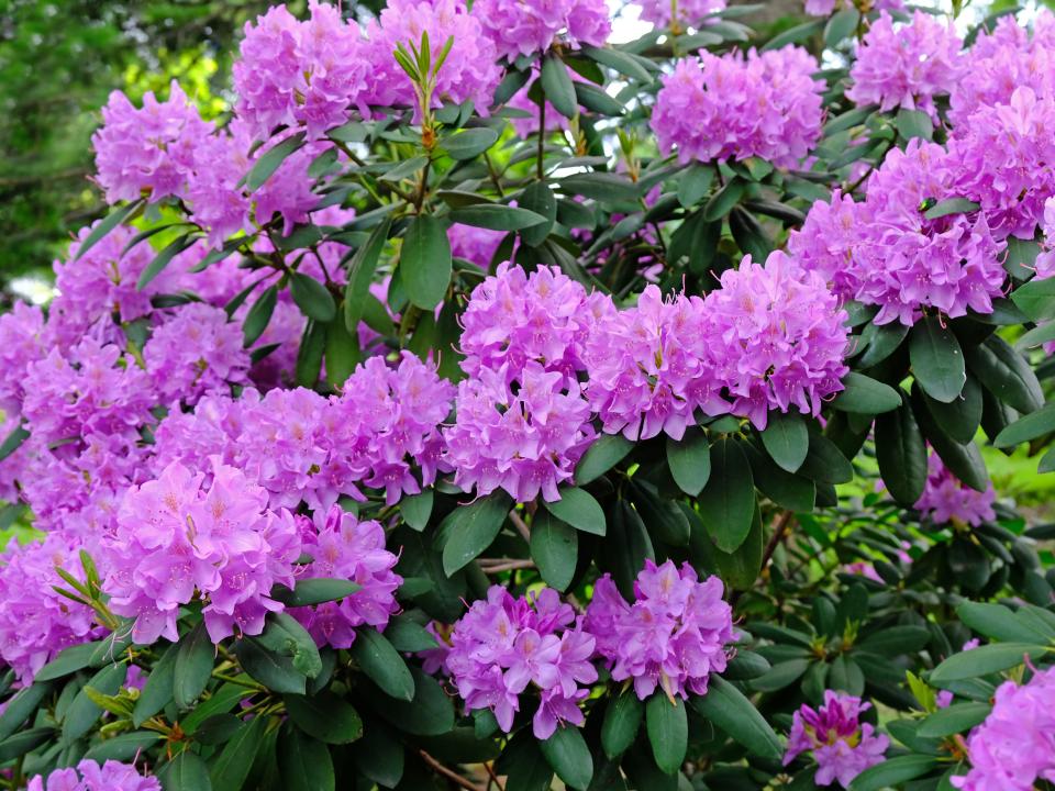 rhododendron schaduw tuinplant | schaduwplant