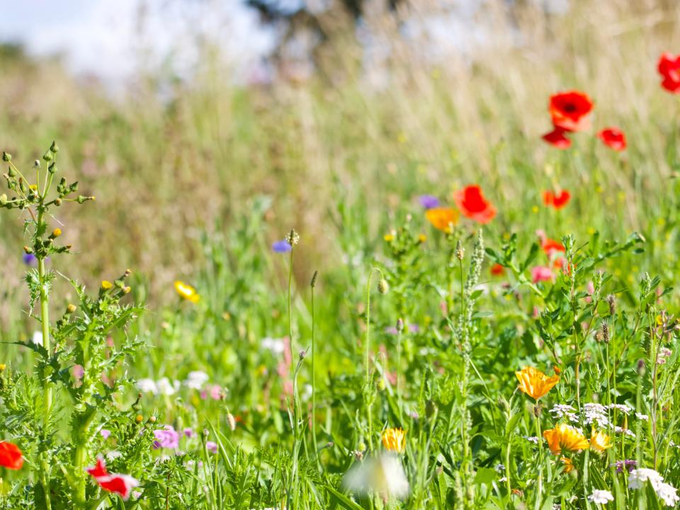 wilde tuin bloemen onkruid