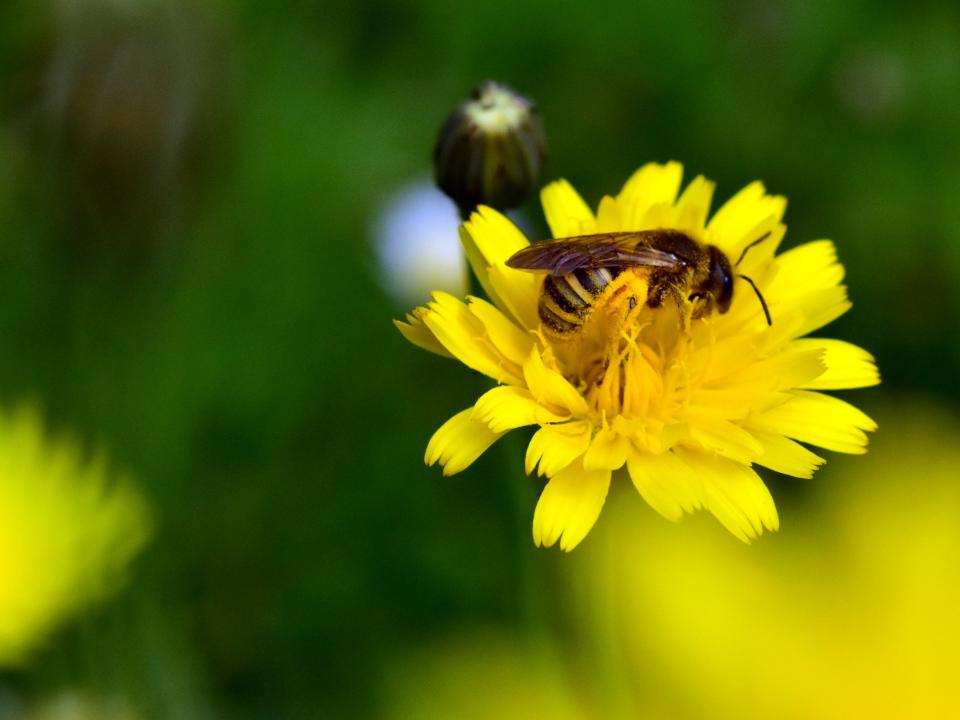 paardenbloem onkruid biodiversiteit