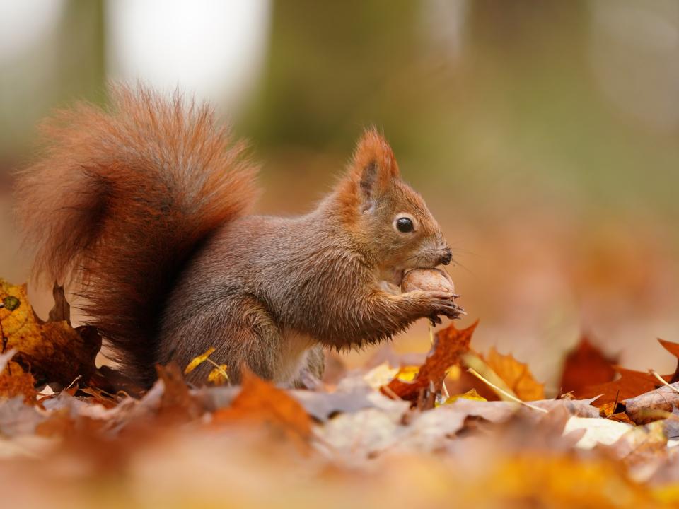 eekhoorn eikeltje tussen herfstbladeren