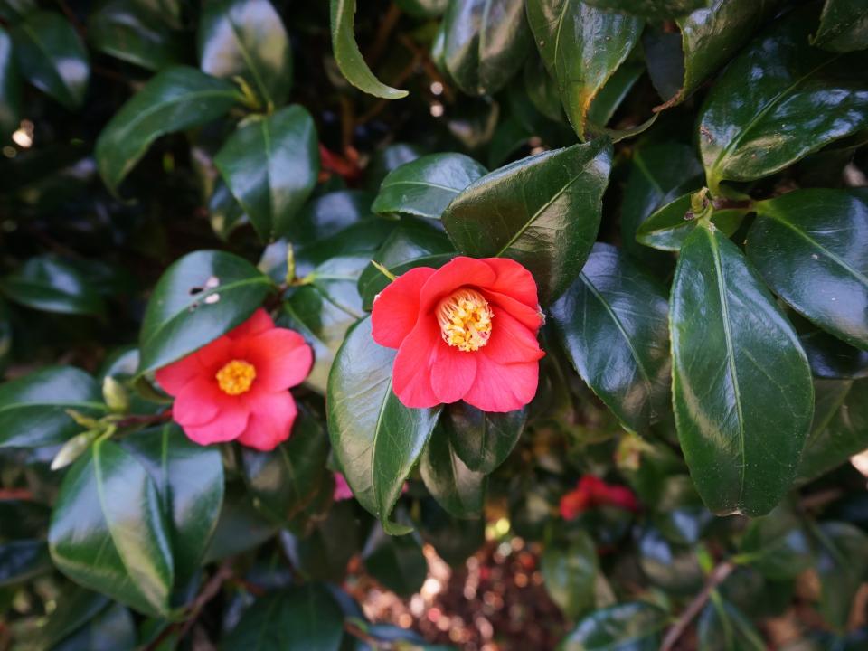 camelia bloemen geel hart