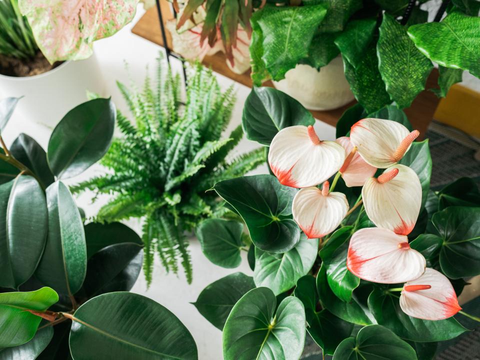 plant geluk in huis | kamerplanten effecten