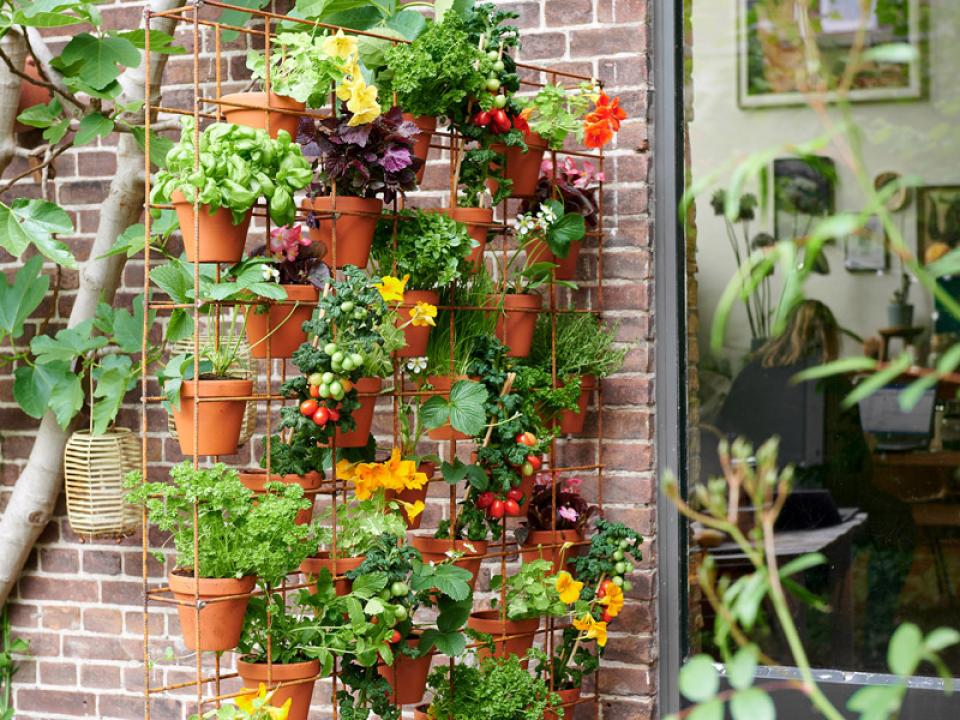 eetbare tuin | Mooi wat planten