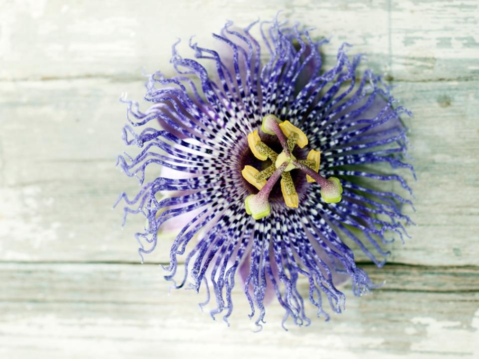 Klimmer vol passie: Passiflora Mooiwatplantendoen.nl