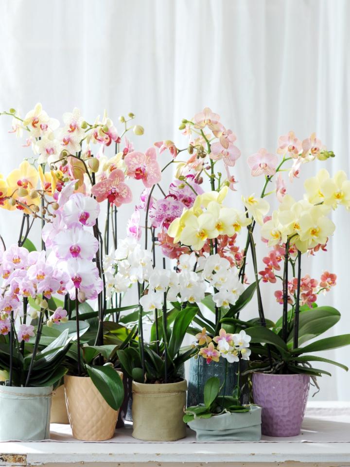 Phalaenopsis, Woonplant van de Maand December