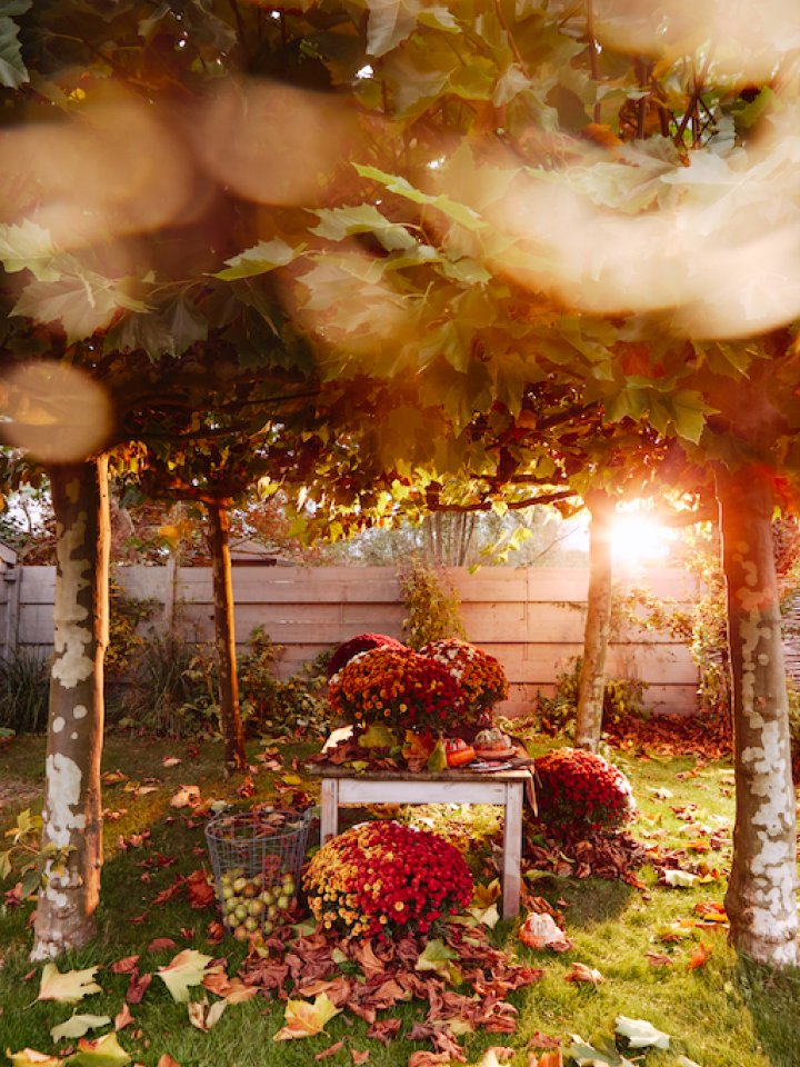 chrysant | pompoen | herfstplanten | tuinplanten herfst