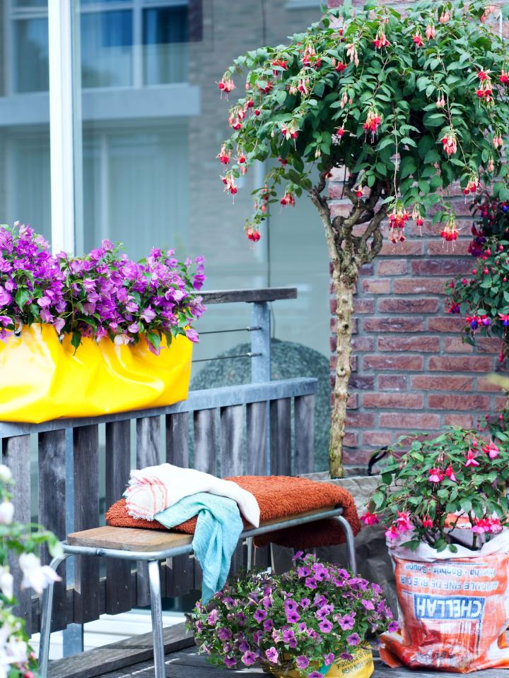 fuchsia op stam | fuchsia op balkon