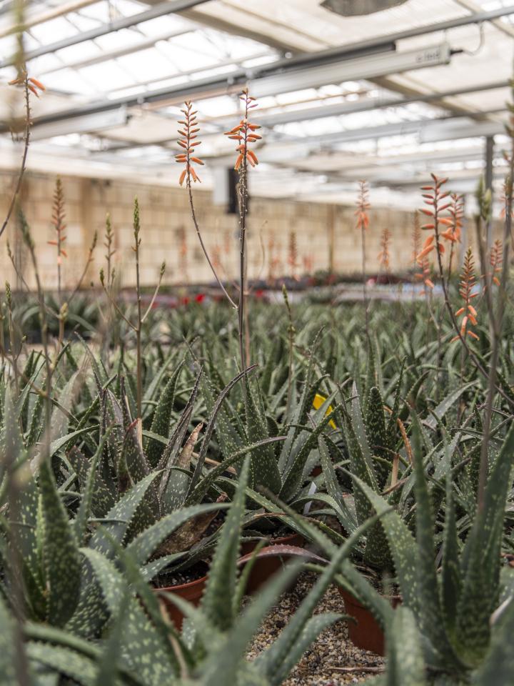 bloeiende aloe vera | vetplanten bloeien kas 