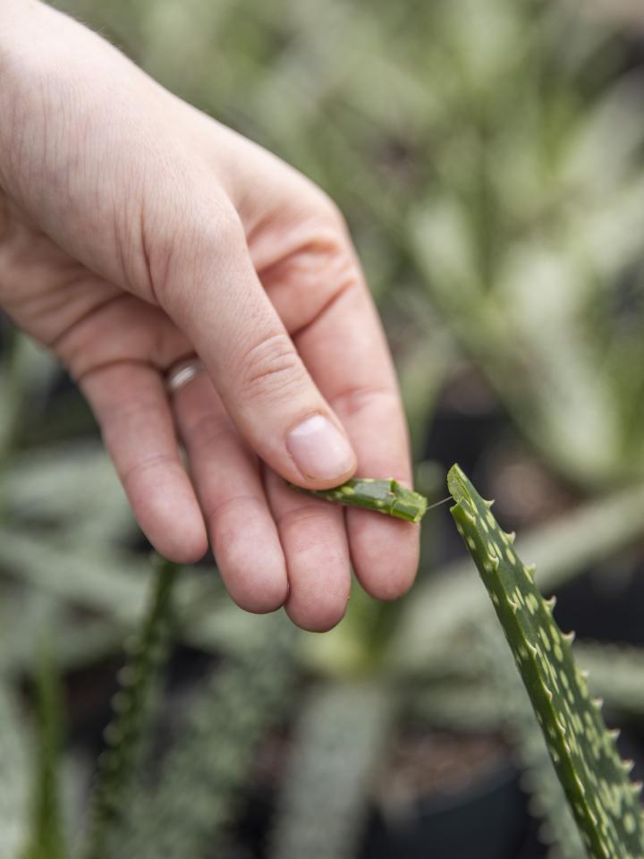 aloe vera geneeskrachtig | aloe vera huidverzorging | aloe vera plant