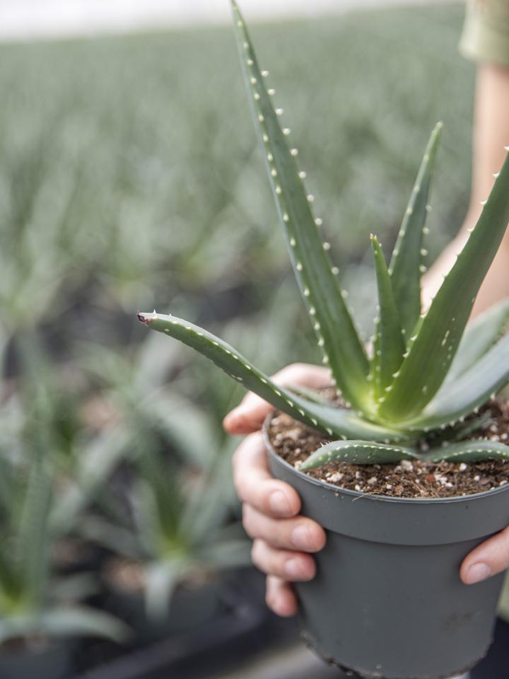 kleine aloe vera | medivera | kwekerij vetplanten