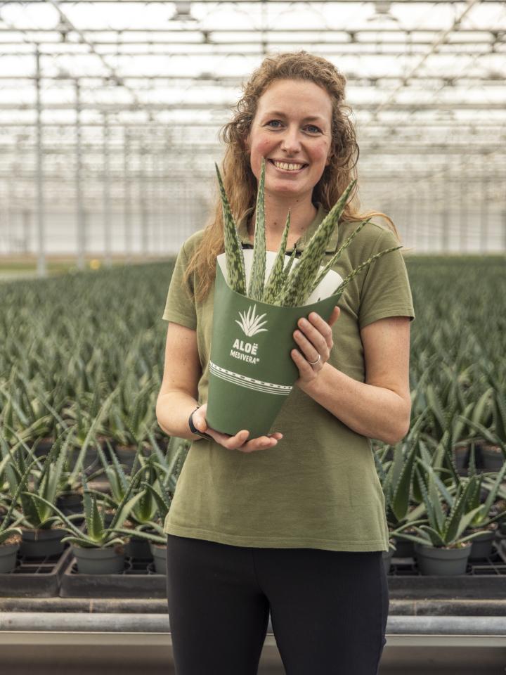 amigo plant | kijkje in de kas | aloe vera in kas