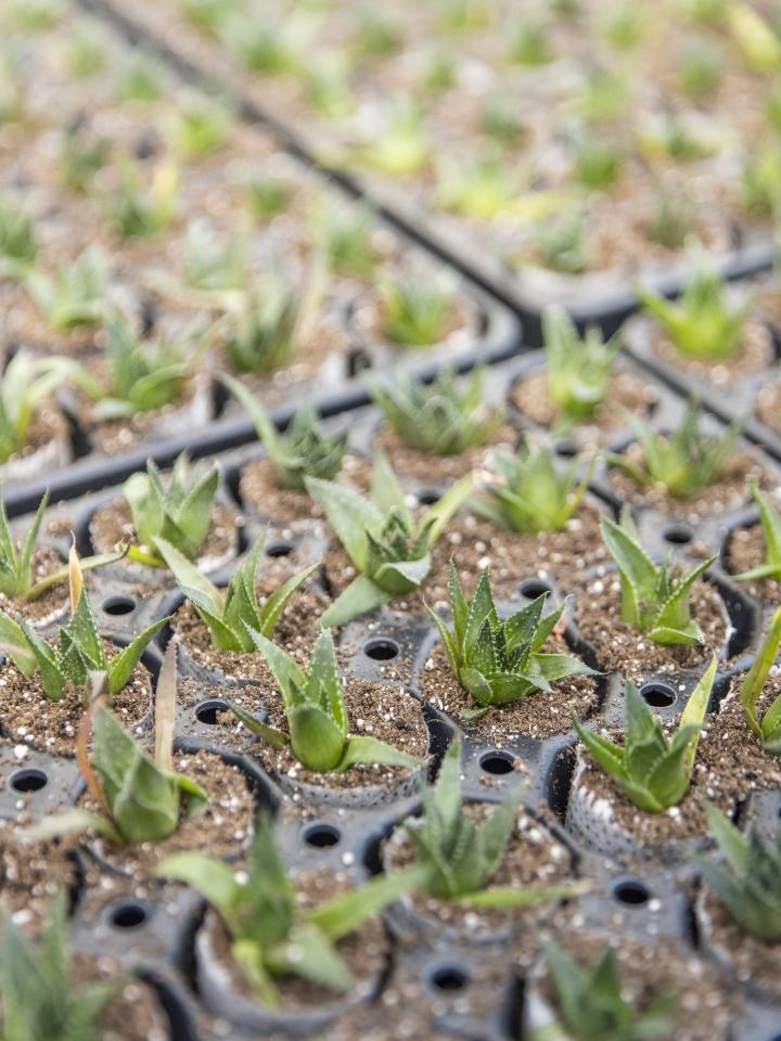 vetplanten kweken | kweekproces aloe vera | amigo plant