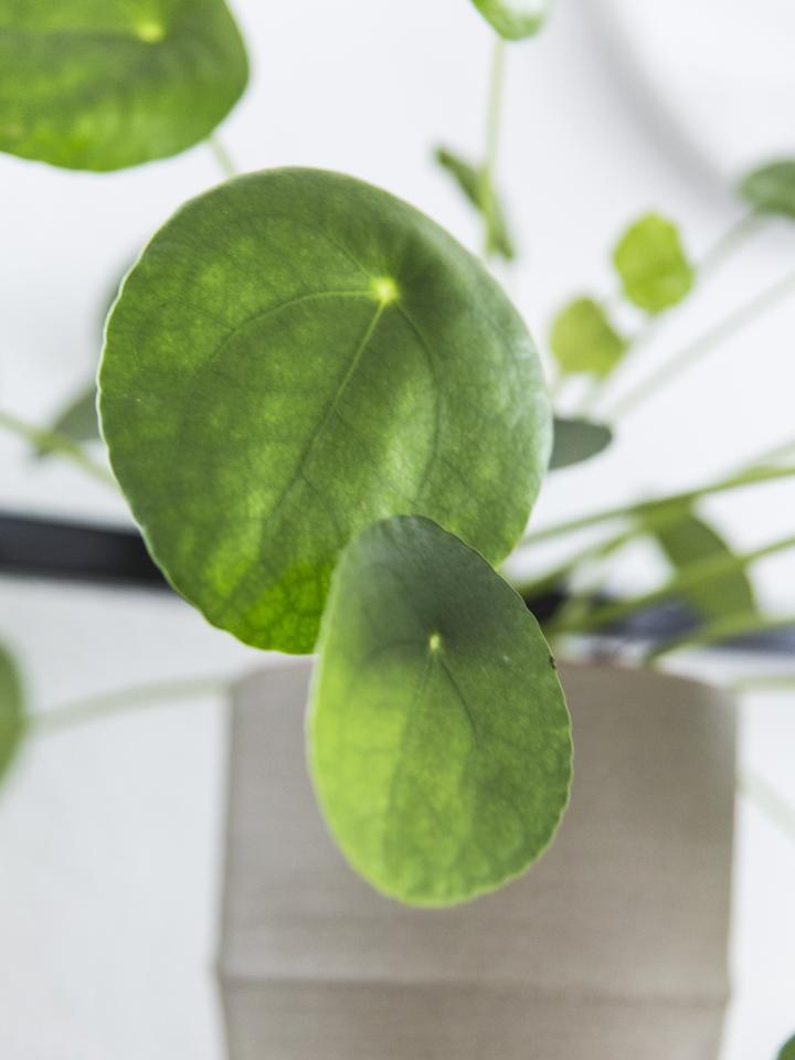 pannenkoekplant | pilea peperomioides 