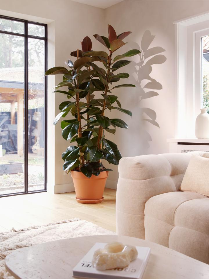 ficus elastica | xl kamerplant | grote kamerplant