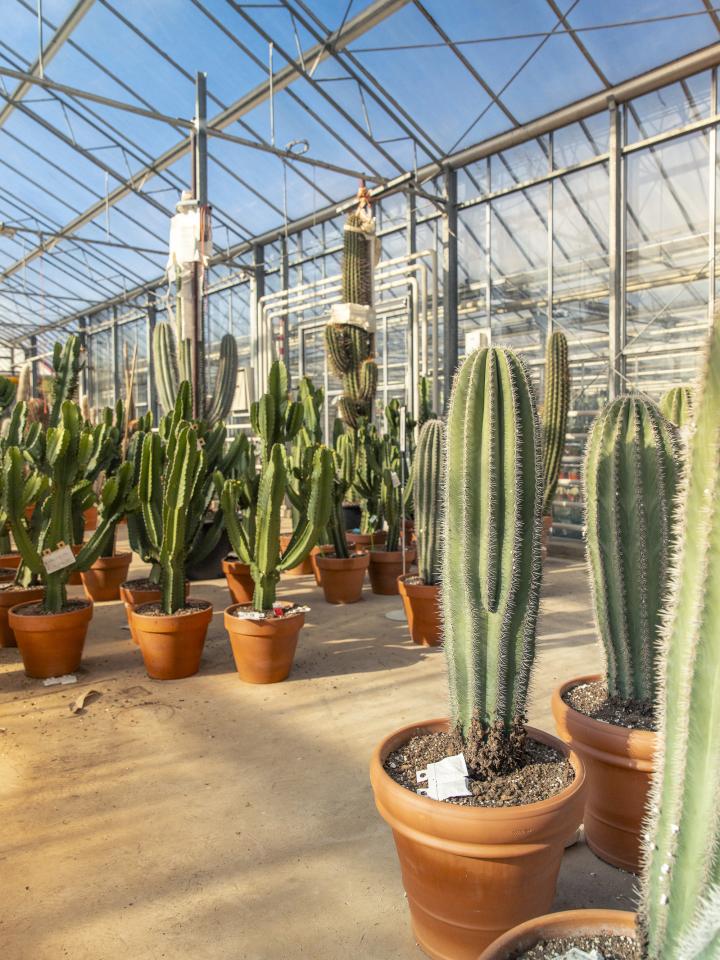 cactussen ubink