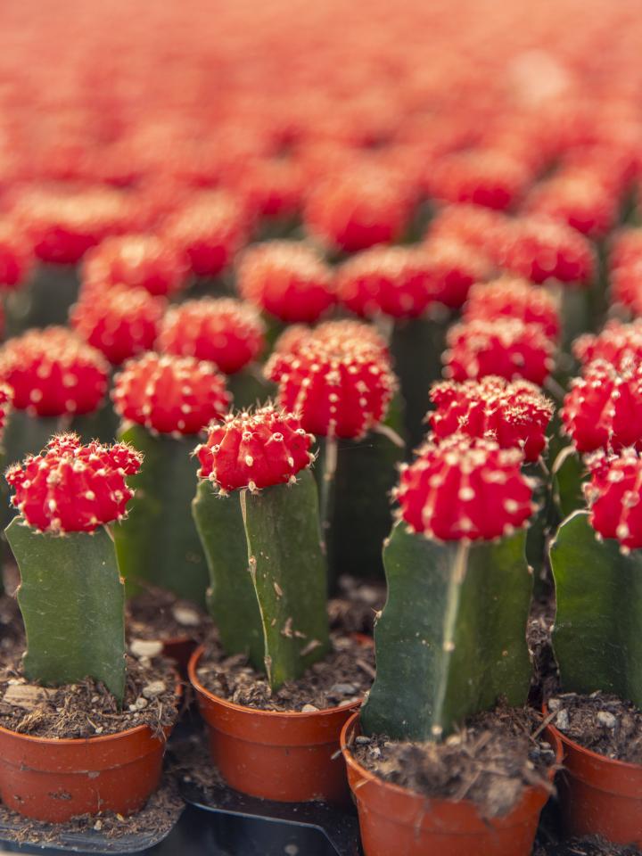 cactus rood bolletje 3