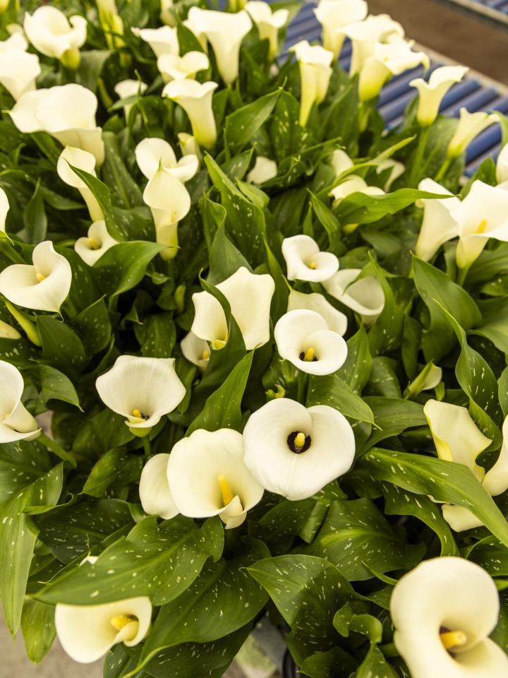 close up calla 