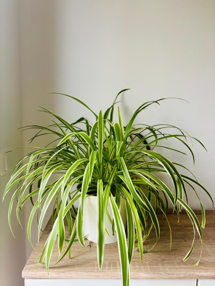 Graslelie | Spider plant | makkelijke kamerplant