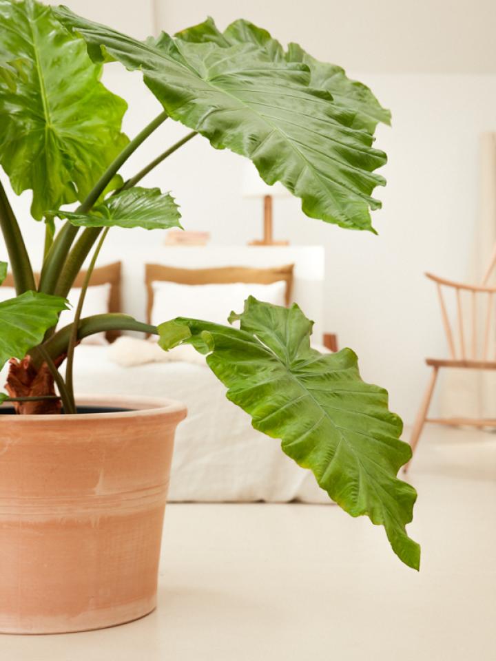 alocasia kamerplant | olifantsoor in pot