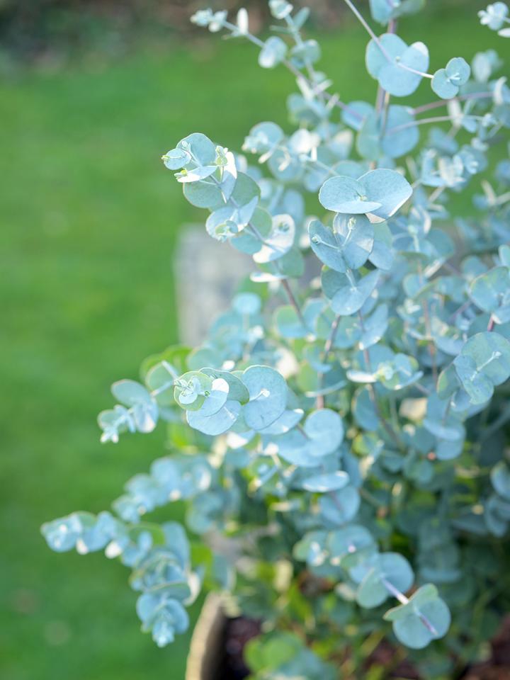 eucalyptus in pot verzorging