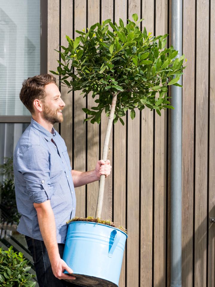 laurier planten | boompje planten