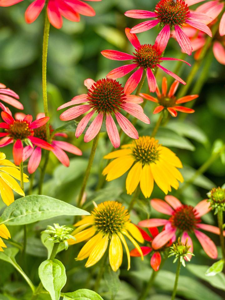 zonnehoed | echinacea | gele en rode zonnehoed