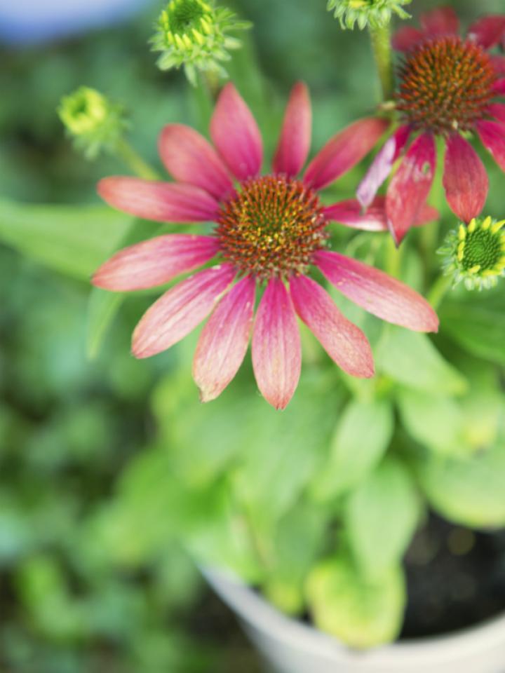 zonnehoed rood