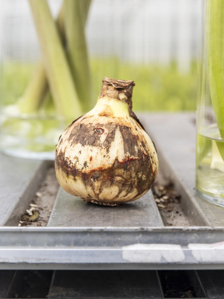 amaryllis bol opnieuw bloeien