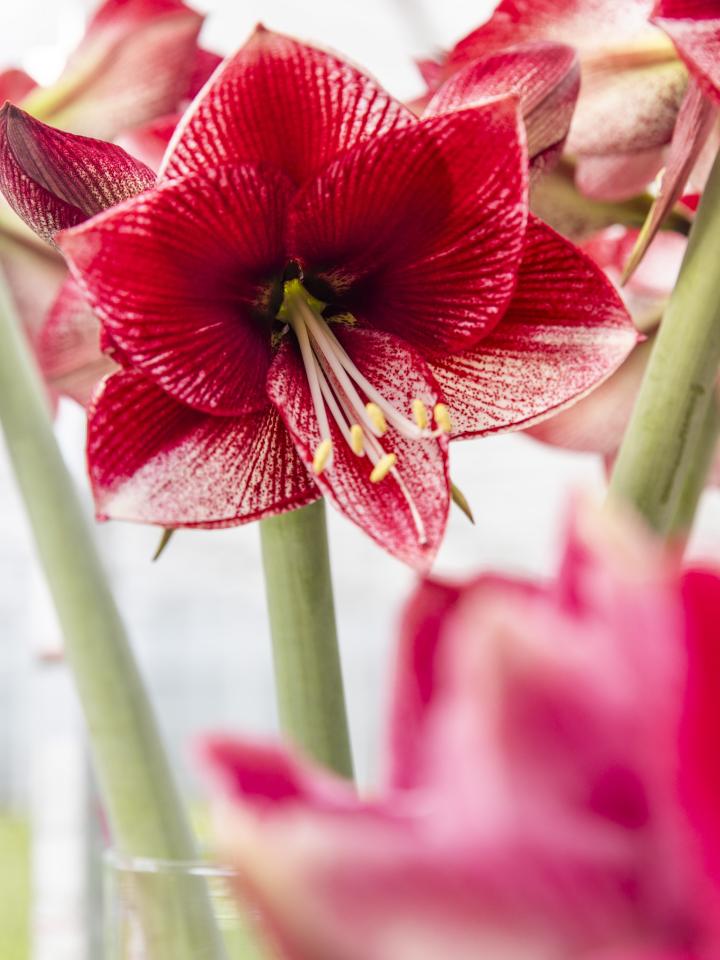 amaryllis rood