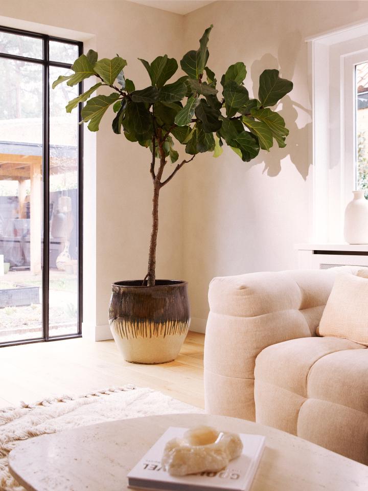 ficus lyrata op stam groot 