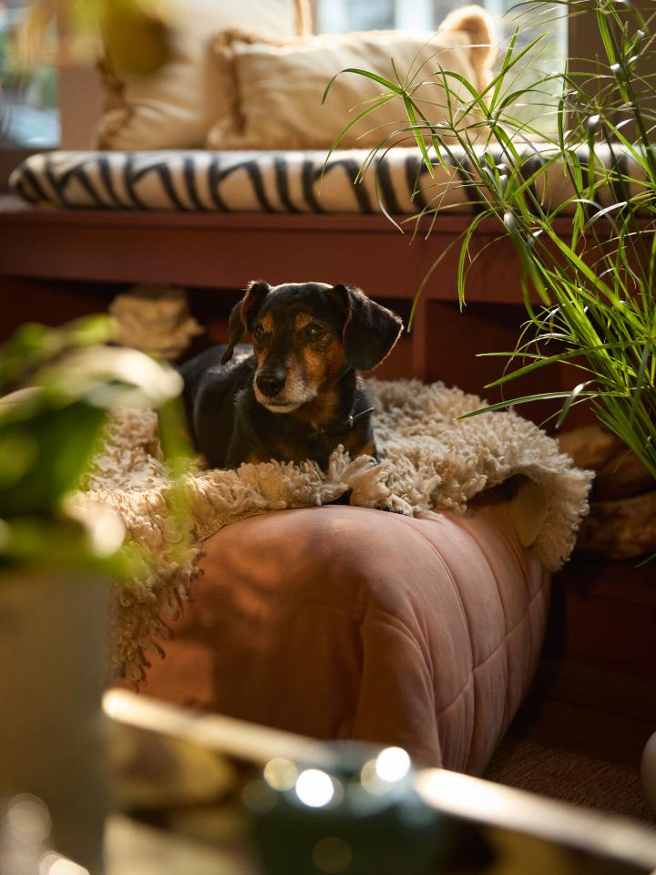 hond planten giftig of niet