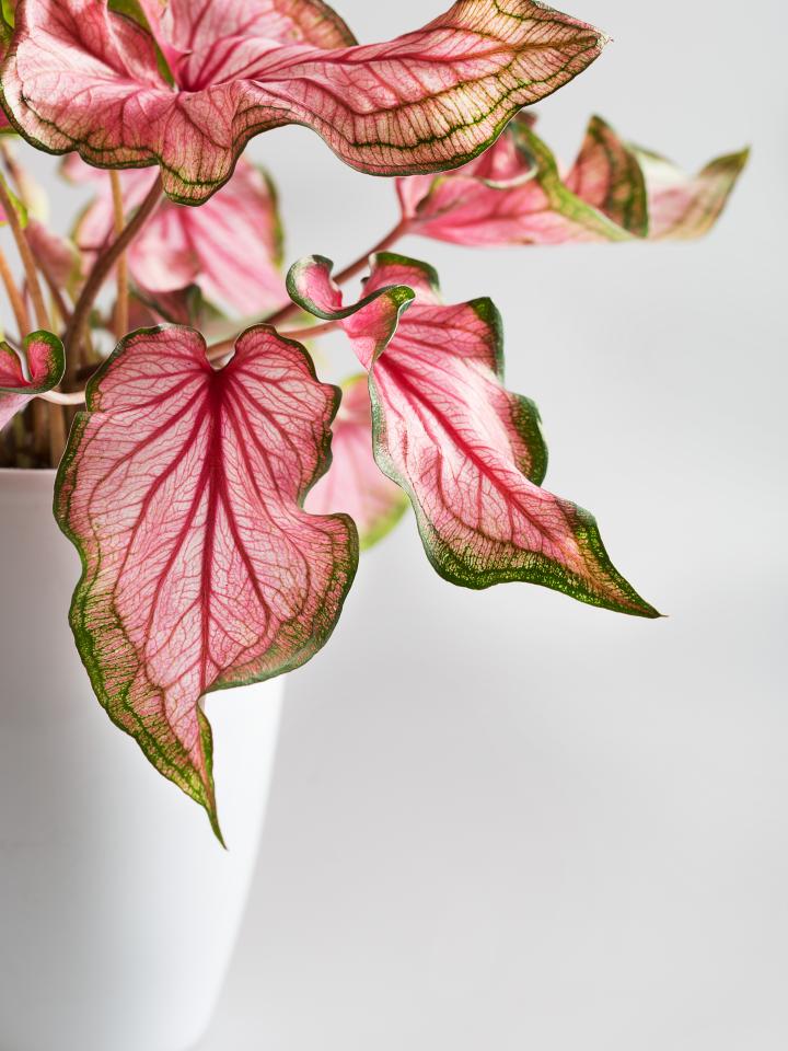 caladium kamerplant roze | bijzondere kamerplant