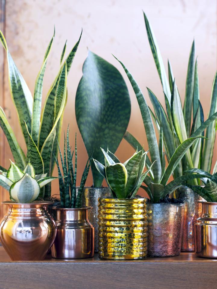 sansevieria soorten | vrouwentong soorten 