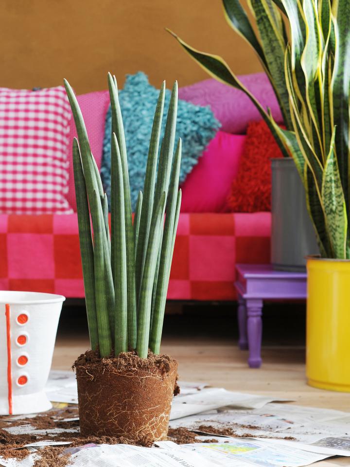 sansevieria stekken moederplant scheurstek deelstek