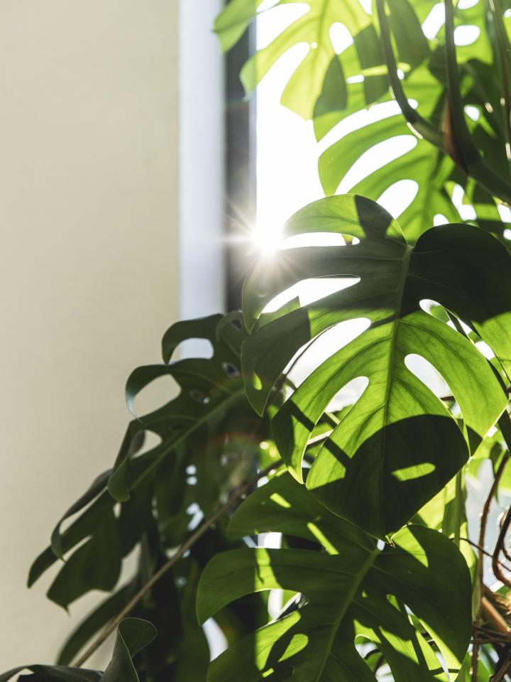 monstera deliciosa slaapkamer plant