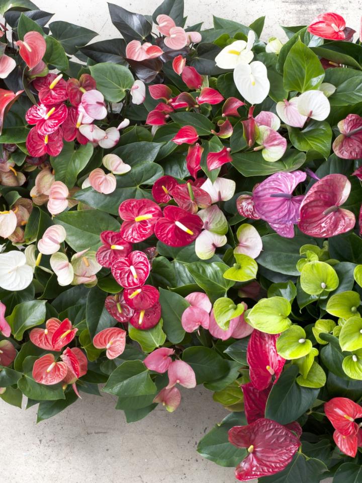 Anthurium, Woonplant van de Maand Juni