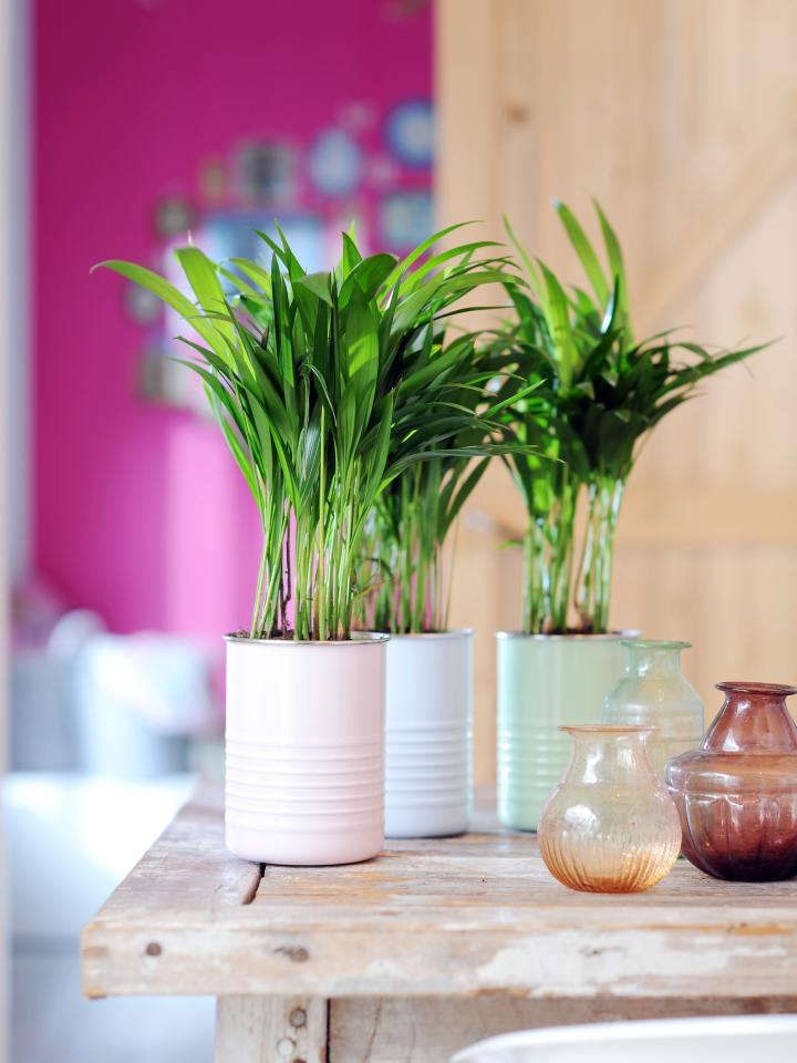 Woonplant van de Maand Januari: Areca