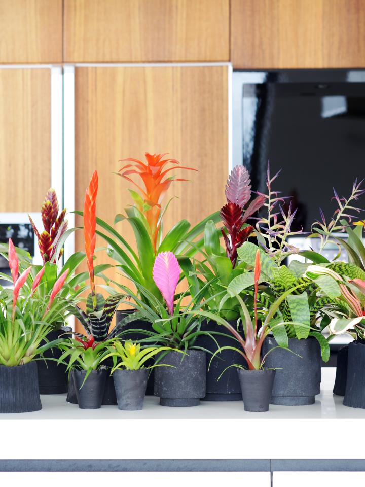 Woonplant van de Maand November: Bromelia