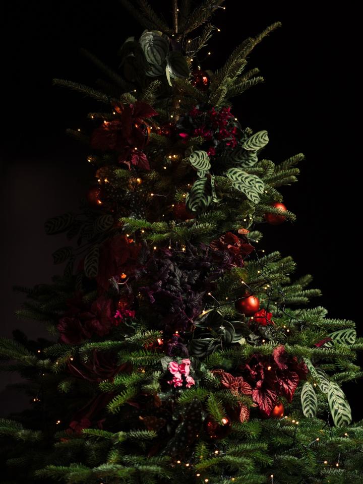 Vermeend Productie Postbode Kleed je kerstboom aan met planten | Mooi wat planten doen