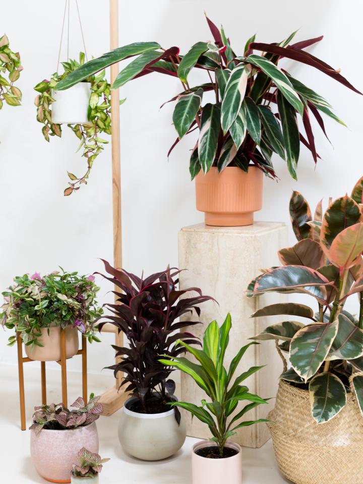 bioscoop baseren Modderig Plant Design in iedere ruimte | Mooi wat planten doen
