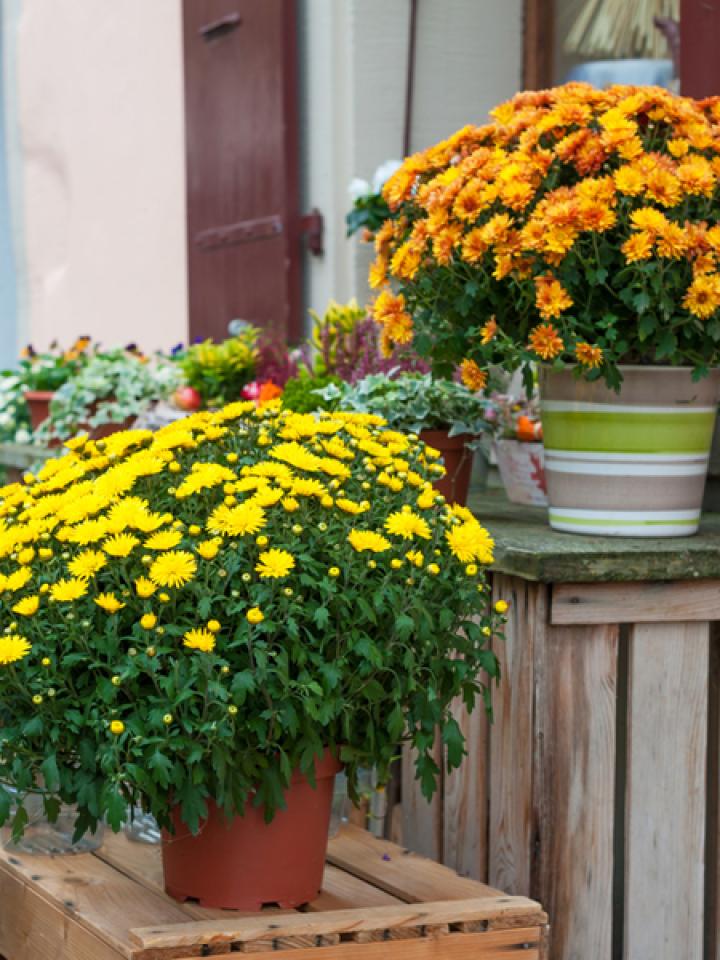 Weiland Uitpakken heilig Je potchrysant binnen & buiten | Mooi wat planten doen