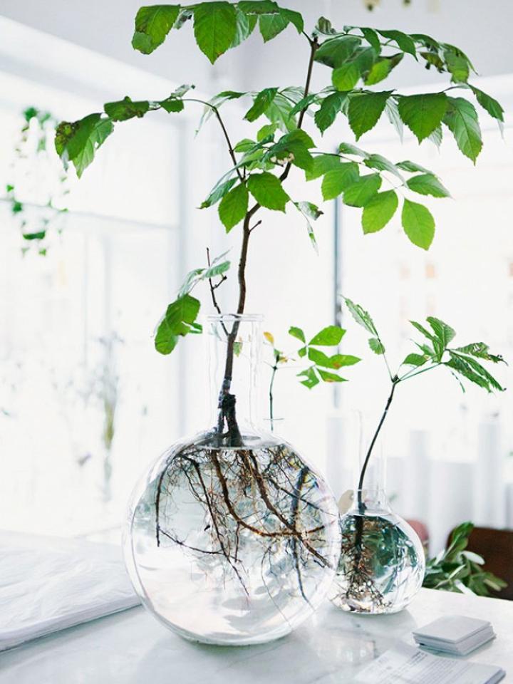 Graag gedaan Achtervoegsel Avonturier Planten in water en glas | Mooi wat planten doen
